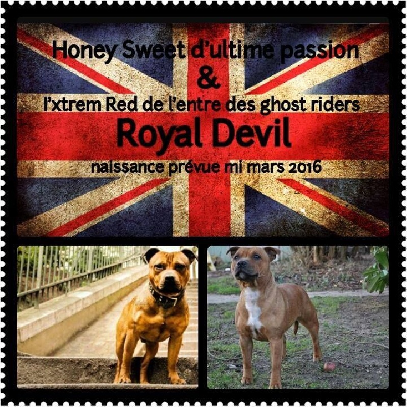 chiot Staffordshire Bull Terrier Royal Devil